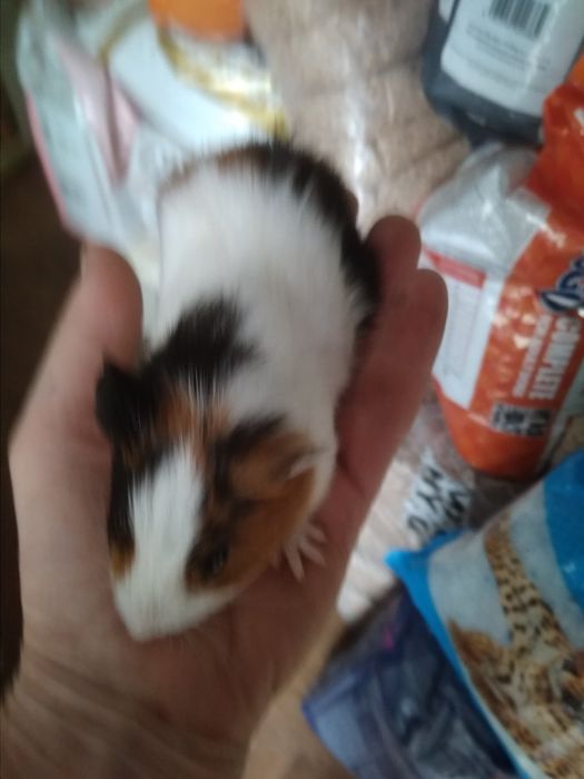 Есть выбор морские свинки разные породы