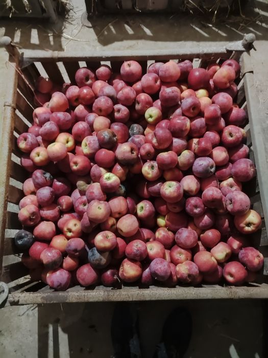 Продам яблука домашні