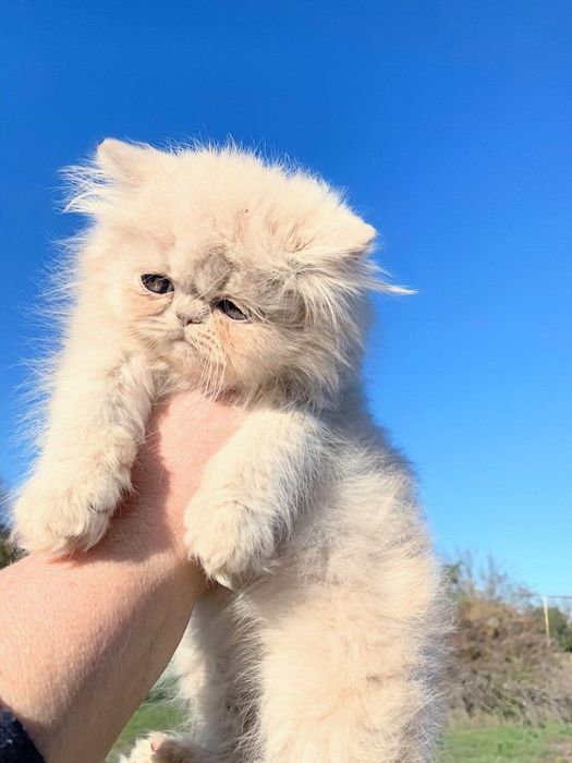 Персидский бутуз кремовый класичний