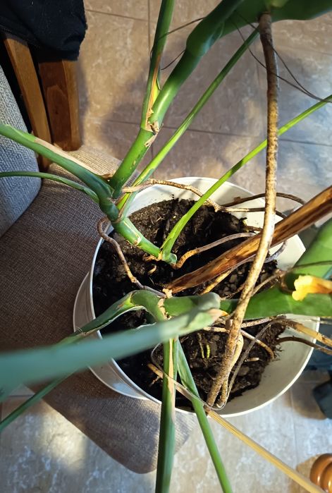 XXL Monstera dwupędowa