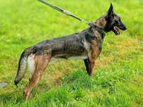 Owczarek Belgijski Malinoise