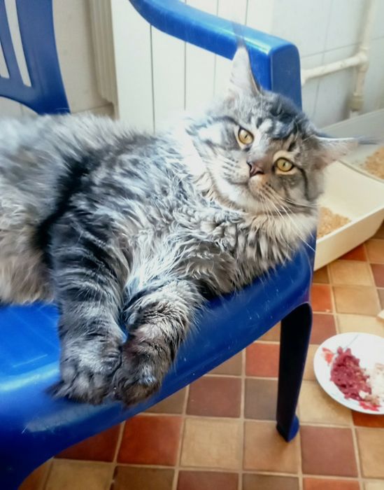 Кот пятно на серебре приглашает невест.