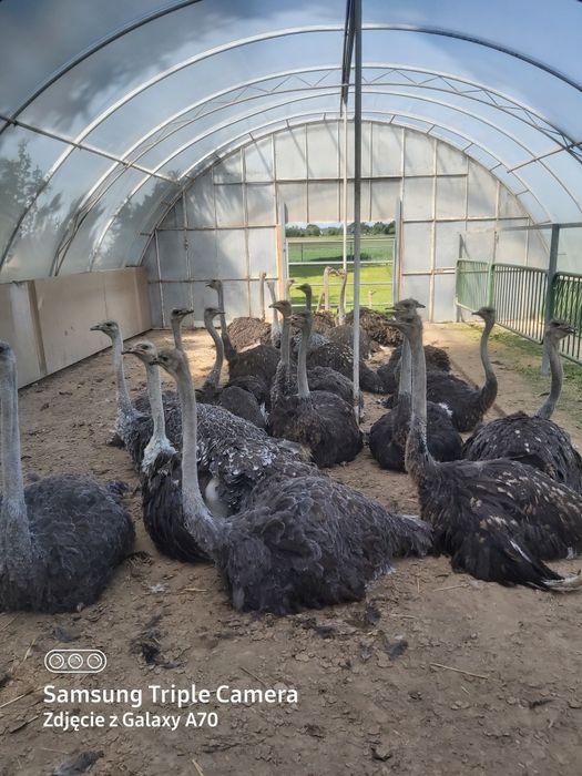 Struś afykański -samica - do dalszej hodowli, strusie.