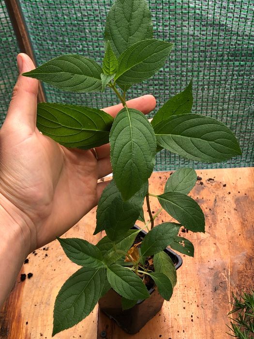 Гортензія мітловидна Ваніла Фрайз Vanille Fraise, саджанець p9