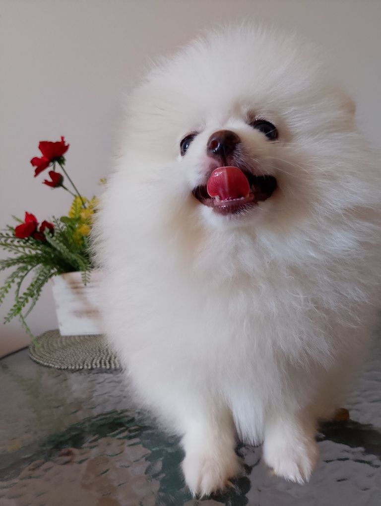 Szpic Miniaturowy Pomeranian Suczka
