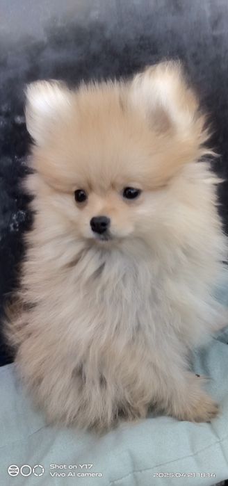 Дівчатка .Померанський шпіц.