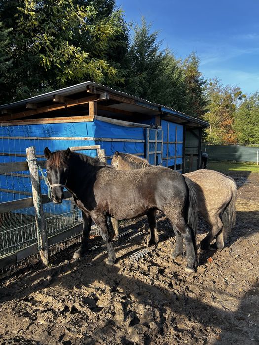 Koń polski mor i herbenka