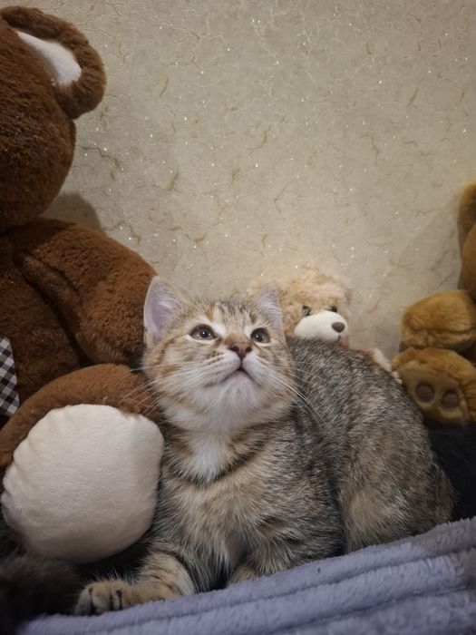 Отдам кошку в хорошие руки