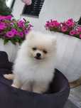 Szpic miniaturowy pomeranian