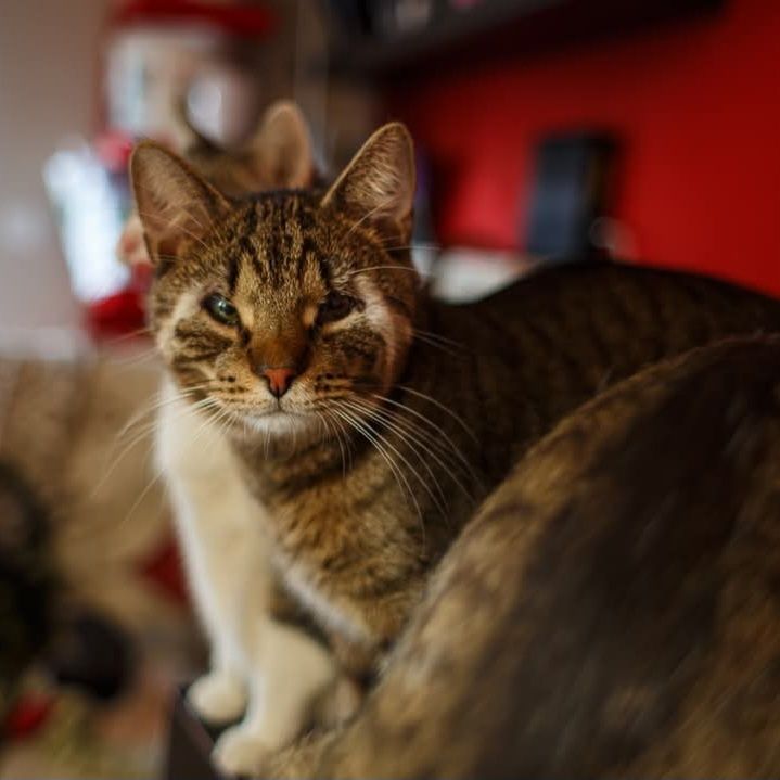 Kabu kotek szuka domu adopcja adoptuj kot kocur burasek bury