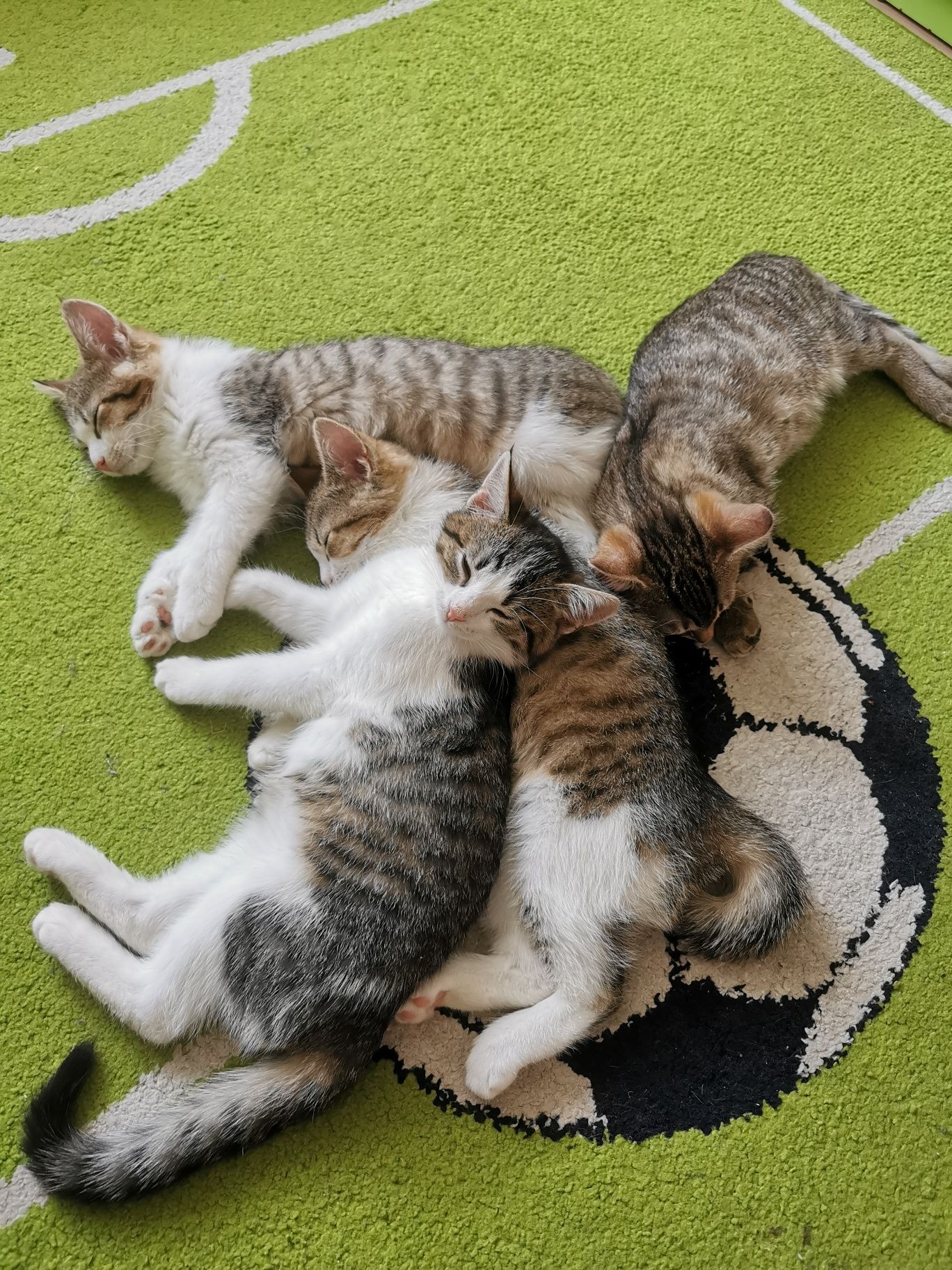 Kotki do adopcji