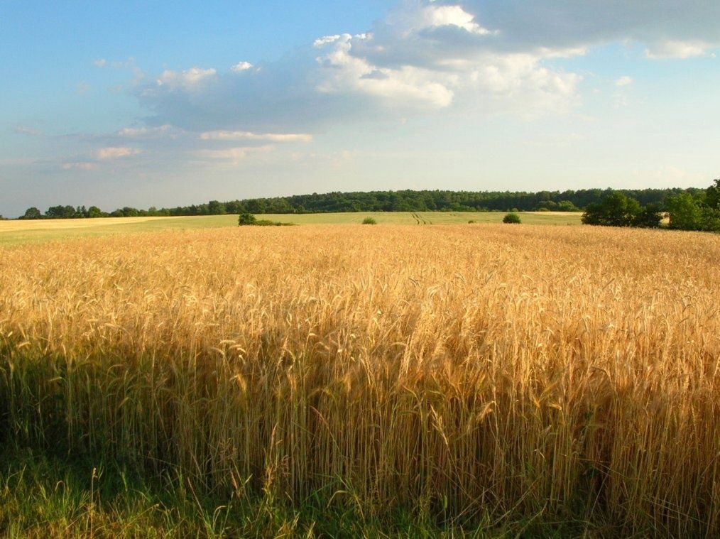 Działka rolna Choczewo 1ha, pod KRUS, klasa 3a najtaniej