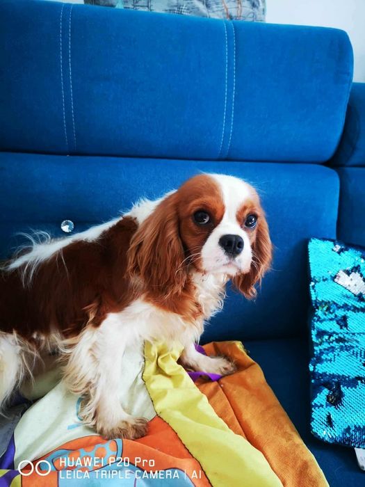 Cavalier king Charles spaniel  samiec bad genetyczne