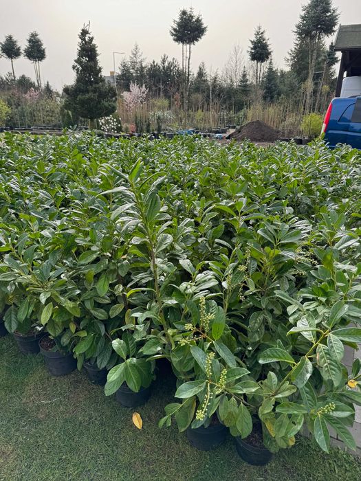 Laurowiśnia Wschodnia 'Novita' Krzew Na Żywopłot 80-100cm GĘSTE