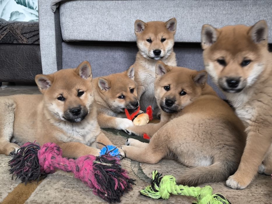 Shiba Inu śliczne pieski i suczki ZKwP/FCI