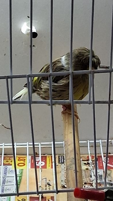 Canários para venda