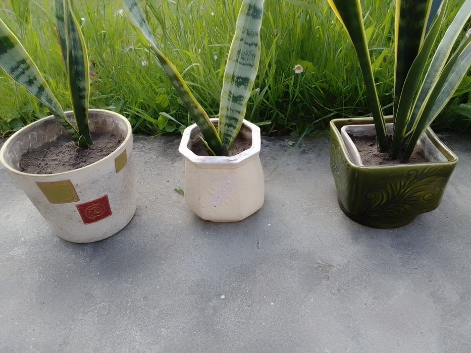 Сансев'єрія. Тещин язик. Щучий хвіст.