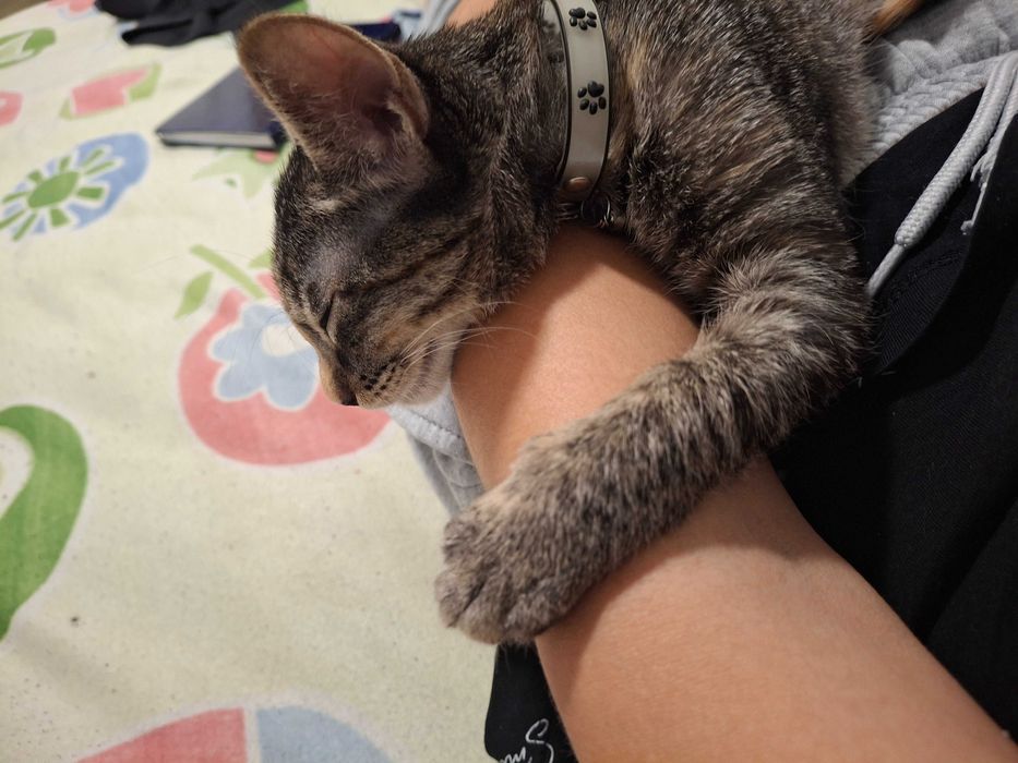 Dou Gata bebe de 3 meses