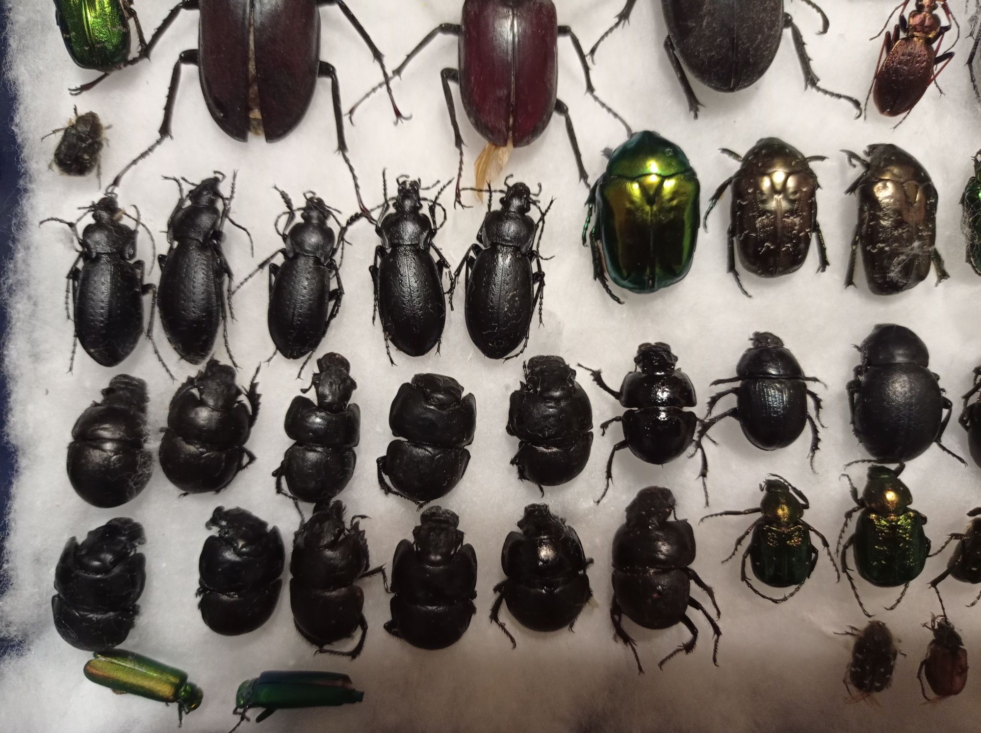 Колекція жуків коллекция жуков насекомые комахи