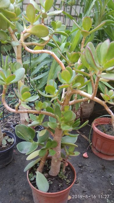 Столетник,денежное дерево