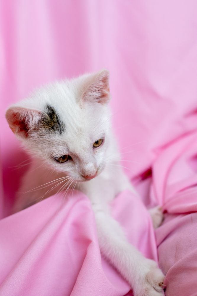 Mała przylepa do adopcji