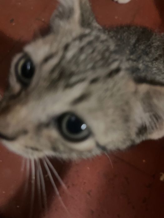 Tenho gatos para quem quiser uma adoção responsável