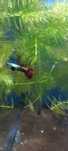Guppy red dragon