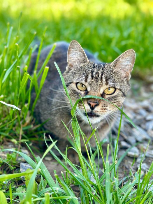PILNE - szukamy DT lub DS dla Tobiego