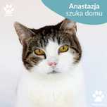 Starsza kotka Anastazja poleca się do adopcji! Uwaga- to przytulas!