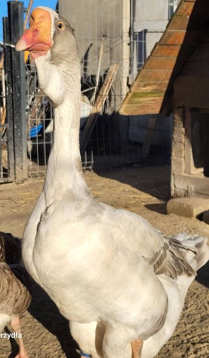 Gęsi chołmogory samiec