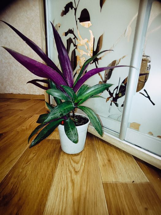 Традисканція, РЕО двокольоровий