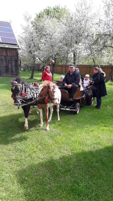 Sylwester,domek lub pokoiki,kuligi z ogniskiem,balia z jacuzzi,las.