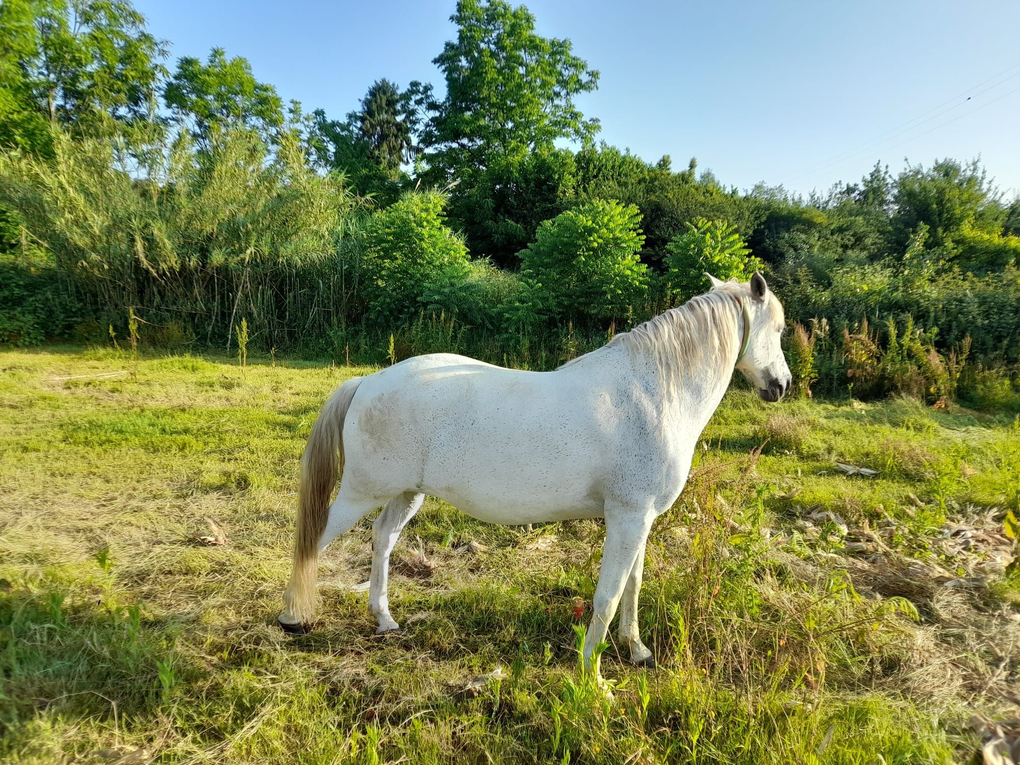 Égua Cruzado Lusitano