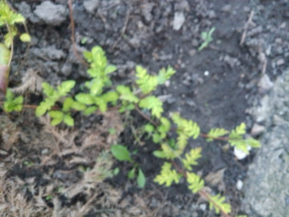 Продам саженцны самшита и японской жимолости вариагата