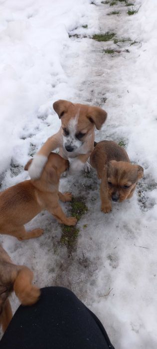 Oddam pieski za darmo