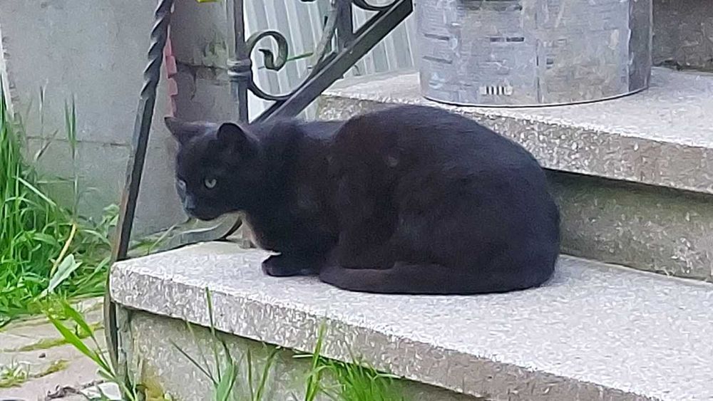 Коти двохрічні в добрі руки