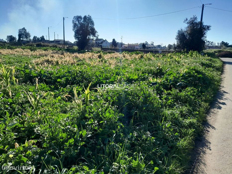 Terreno com 2 artigos em Mamodeiro