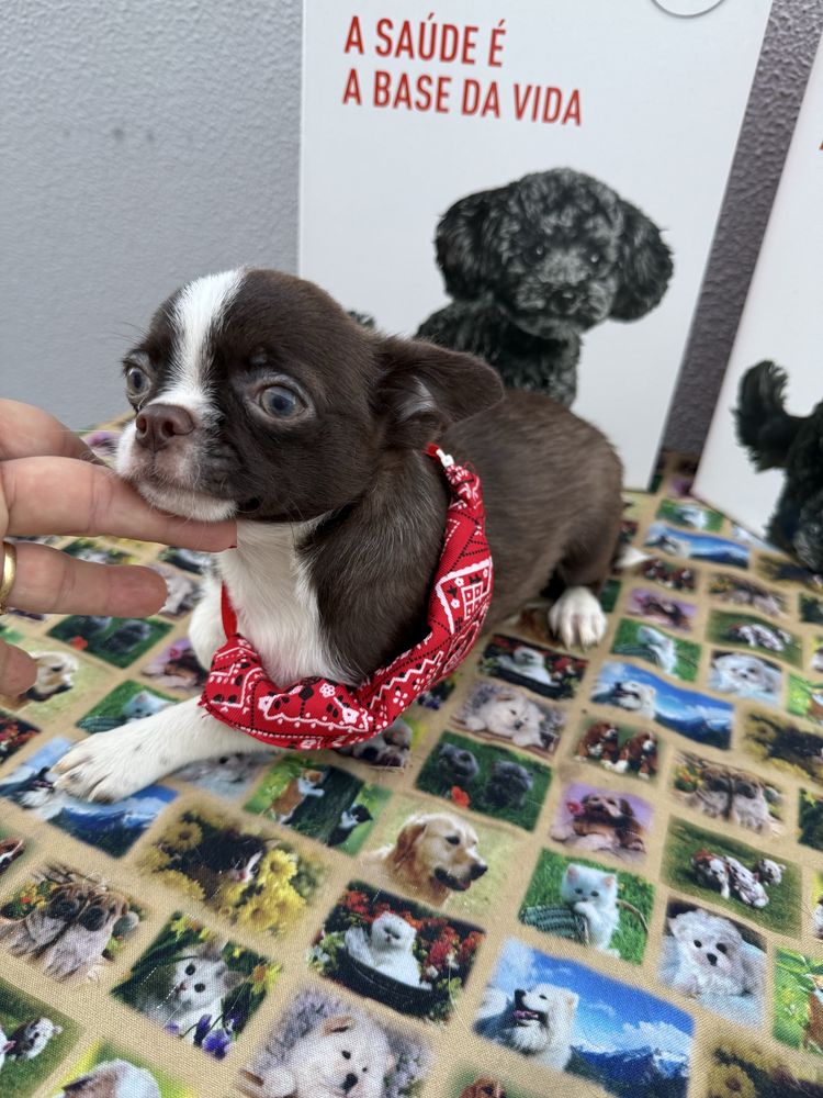 Menino Chihuahua chocolate