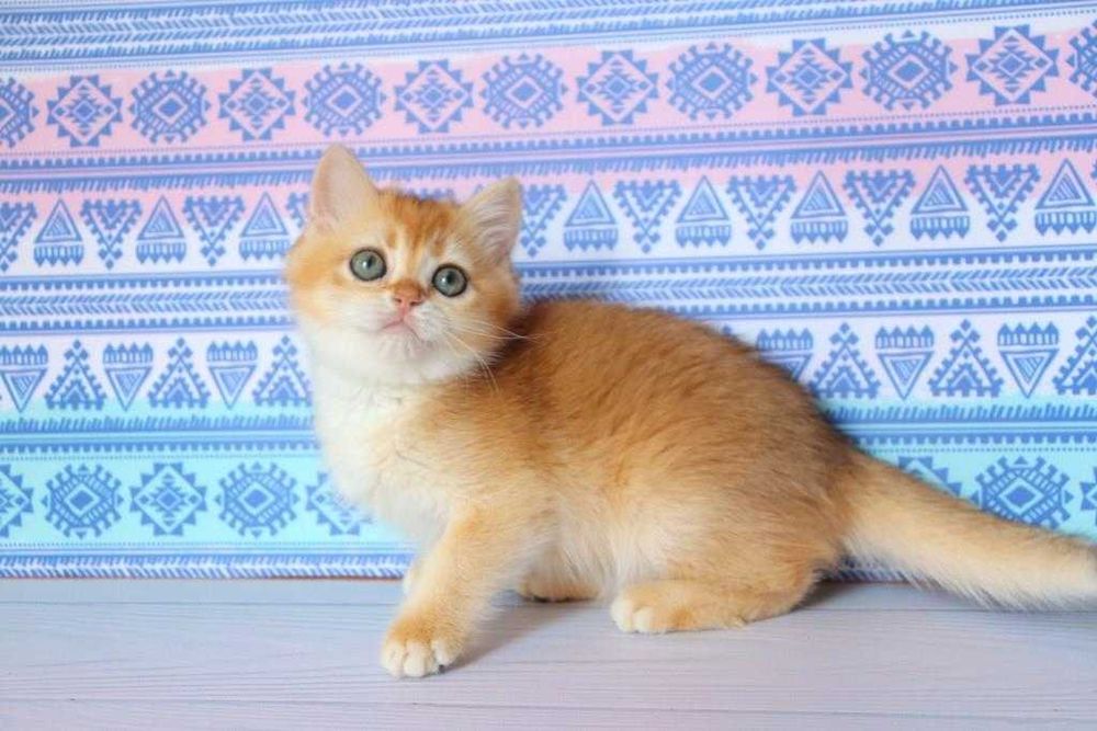 Клубна, британська дівчинка, в золотому окрасі