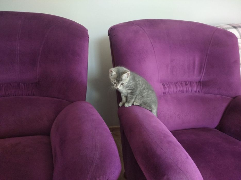 Młody kotek do oddania w dobre ręce