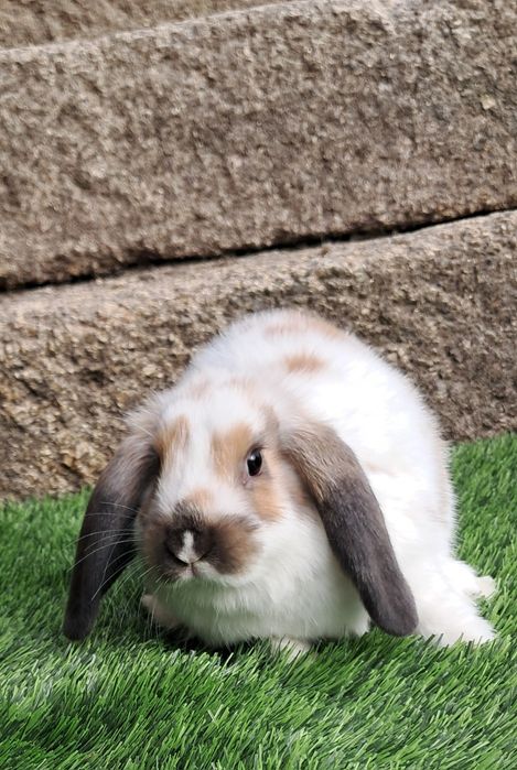 Coelho anão mini lop belier