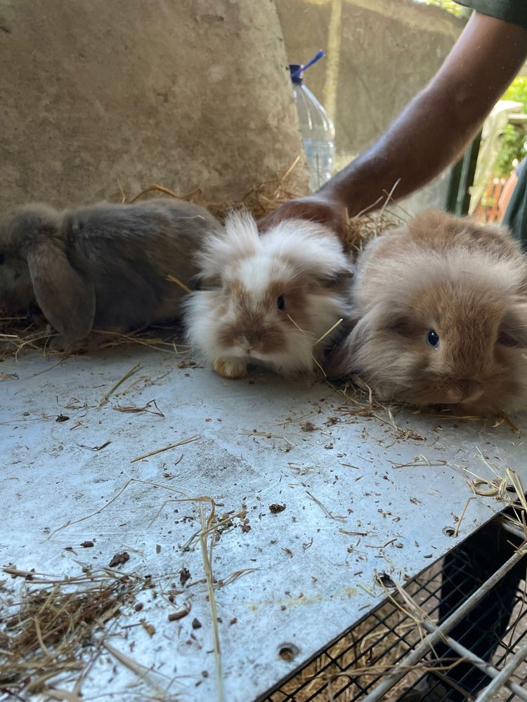 Coelhos minis orelhudos