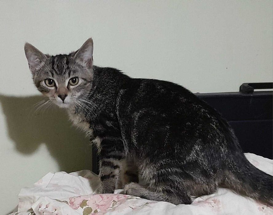 Kocurki 3,5 miesięczne  bardzo ze sobą zżyte,do adopcji razem.