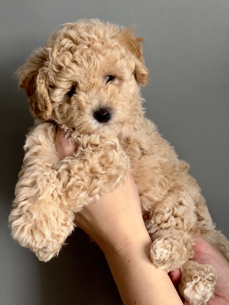 Bichpoo/ Poochon /Maltipoo/Toy