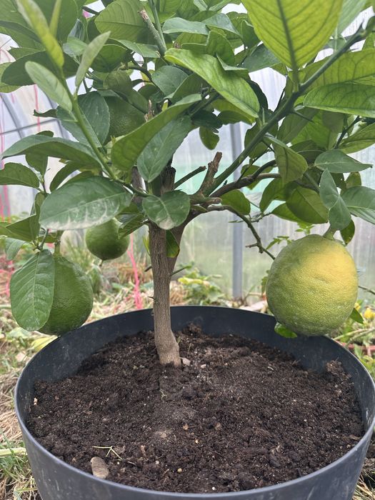 Drzewko cytryny skierniewickiej