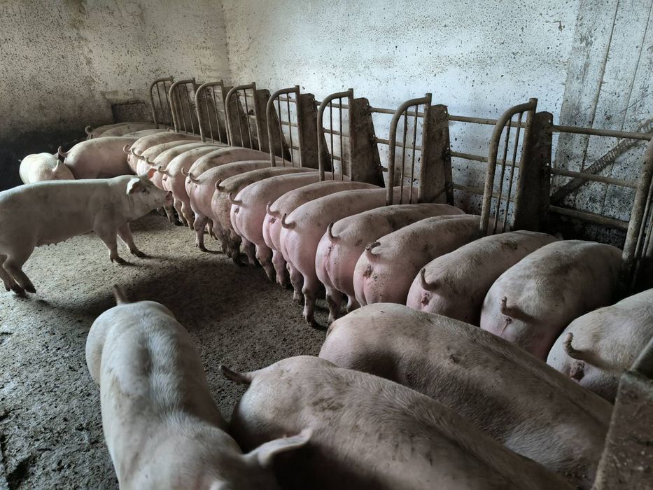 Tucznik, kaban  7 zł