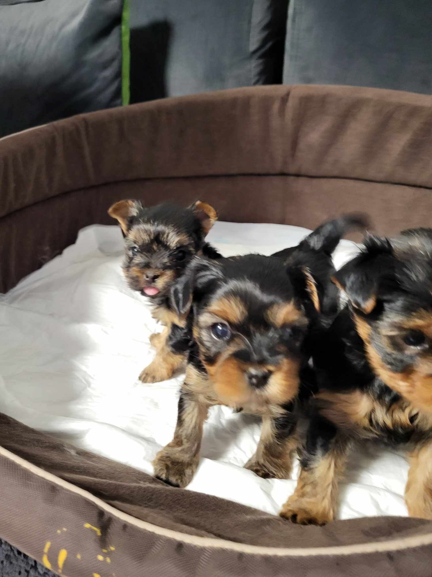 York Yorkshire Terrier Sunia