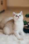 Menino Brittish  shorthair