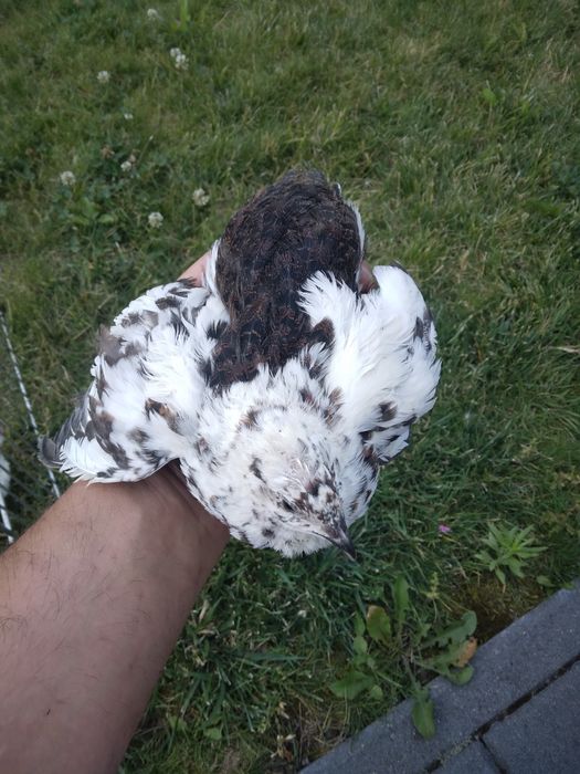 Przepiórki jajka lęgowe