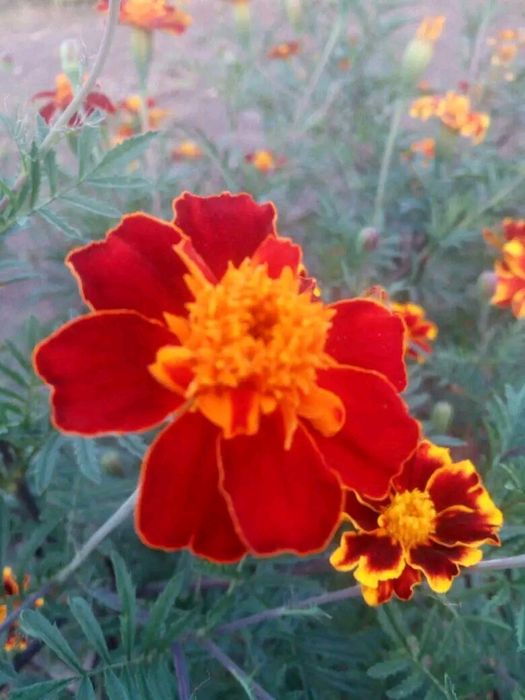 Набір насіння однорічних квітів